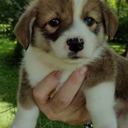 Pembroke Welsh Corgis from MT Nest Farms