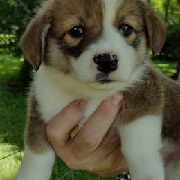 Pembroke Welsh Corgis from MT Nest Farms