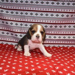 Purple collar female - Black tan and white female Beagle puppy in Fontana, California from JLB Beagles & MBT