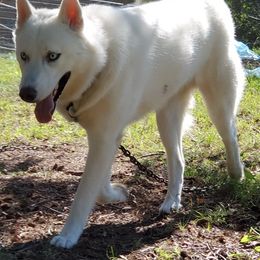 Siberian Husky All Grown Up from April Delaney
