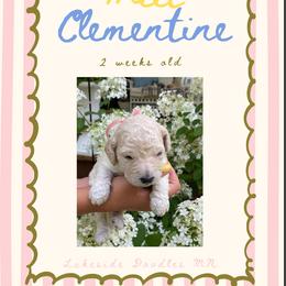 Clementine- light pink - Cream female Goldendoodle puppy in Carlton, Minnesota from Lakeside Doodles MN