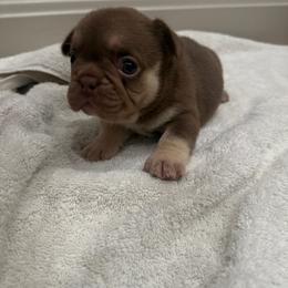 SKY - Tricolors female French Bulldog puppy in Huron, Ohio from The French Bulldog Collective