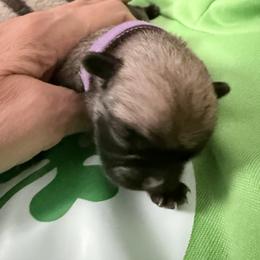 Girl 1 - female Pug puppy in Moorefield, West Virginia from Wratchford Farms