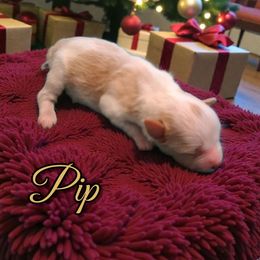 Pip - Parti male Miniature Schnauzer puppy in Clemmons, North Carolina from Schnauzer Snobs