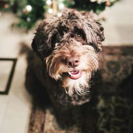 Portuguese Water Dogs from West Coast PWD