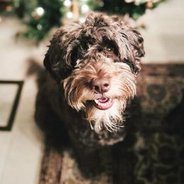 Portuguese Water Dogs from West Coast PWD