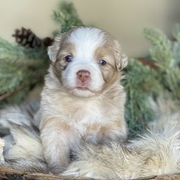 Rosie - Red merle female Miniature Australian Shepherd puppy in Wesley Chapel, Florida from August Oaks Aussies