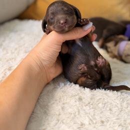Dachshund Puppies from The house of Dachshund