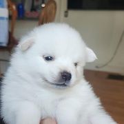 American Eskimo Dog Puppies from Little Bear Kennels