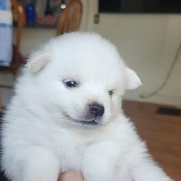 American Eskimo Dog Puppies from Little Bear Kennels