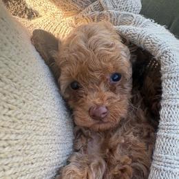 Wiggles - Red  male Poodle puppy in Utica, Ohio from Poodle Me Crazy