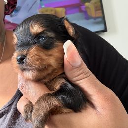 Brown - Black and tan male Yorkshire Terrier puppy in Washington, D.C. from Purple Ribbon Yorkie Kennel