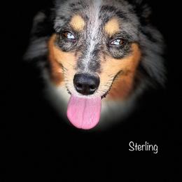 Miniature Australian Shepherd and Toy Australian Shepherd All Grown Up from Lowery’s Little Aussies