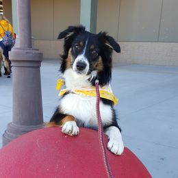 Lady - Australian Shepherd