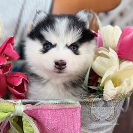 Jetta - Black and white female Pomsky puppy in Greeley, Colorado from Monarch Pomskies | Northern Colorado