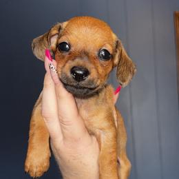 Girl 2 - Red female Dachshund puppy in Martin, Georgia from Dachshund heaven