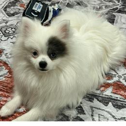 Henry - Pomeranian