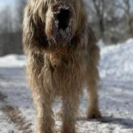 Otterhounds from Catskill Otterhounds