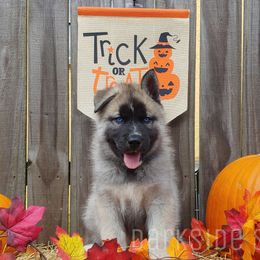 Siberian Husky Puppies from DarkSide Siberians