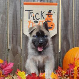 Siberian Husky Puppies from DarkSide Siberians