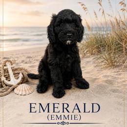 Emerald  (Emmie) - Black female Double Doodle puppy in Whitsett, North Carolina from Rock Creek Doodles NC