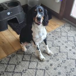 Lu Lu - English Springer Spaniel