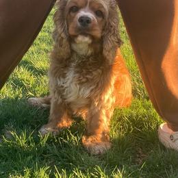 Oakley - Cocker Spaniel