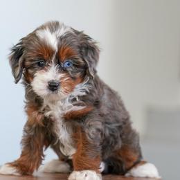 Trinity - Merle female Bernedoodle puppy in Dundee, Ohio from Down Home Doodle