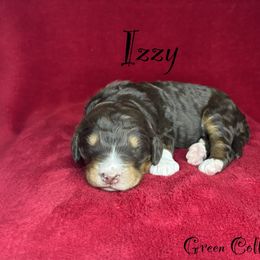 Izzy - Tri-color female Bernedoodle puppy in Gentry, Arkansas from WWBar Bernedoodles