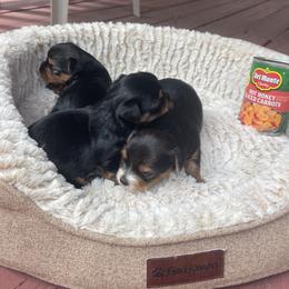 Yorkshire Terriers from Shay Yorkies