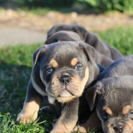 Juliet - Blue tri-color female Bulldog puppy in Zionsville, Indiana from Midwest Bulldogs