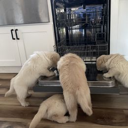 Golden Retriever Puppies from Clew Bay Golden Retrievers