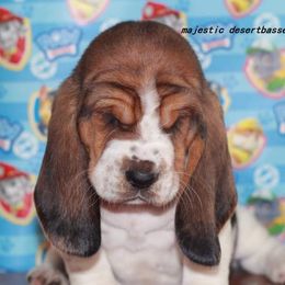 Basset Hound Puppies from Majestic Desert Basset Hounds