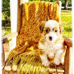 Nugget - Red tri-color female Aussiedoodle puppy in Louisville, Mississippi from Kristy’s Kennels