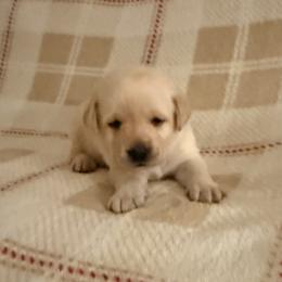 Bailey - Yellow male Labrador Retriever puppy in Tekonsha, Michigan from Asher Acres Labs