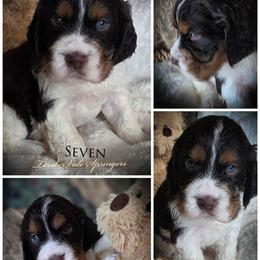 Boy 3 'Seven' - Liver white and tan male English Springer Spaniel puppy in Silverdale, Washington from TimberVale Springers