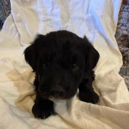Girl 5 - Black female Bordoodle puppy in Churchill County Fallon, Nevada from Card Family Ranch
