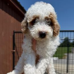 Liberty - Parti male Poodle puppy in Greensburg, Kentucky from Doodle Me Crazy