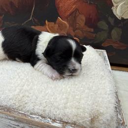 Bourbon - Black and white male Coton de Tulear puppy in Cabool, Missouri from Big Gulch Puppies