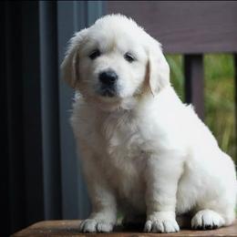 Lola - Light golden female Golden Retriever puppy in Saint Joe, Indiana from Golden Acres Farm