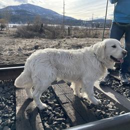 Artie - Golden Retriever