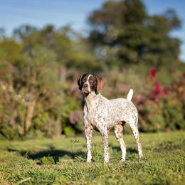 German Shorthaired Pointer All Grown Up from Halestorm Kennel