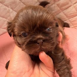 Kadell - Chocolate male Shih Tzu puppy in Orange, California from Shih Tzu Hauz