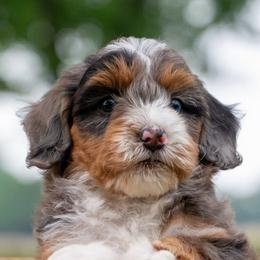 Merle - Blue merle female Bernedoodle puppy in Stuart, Oklahoma from G Ridge Kennels