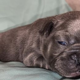French Bulldogs from Boujee Bullies of East Tn