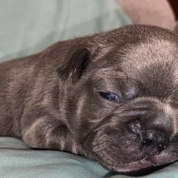 French Bulldogs from Boujee Bullies of East Tn