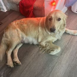 Madison - Golden Retriever