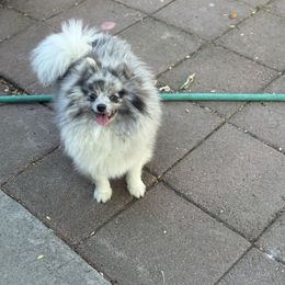 Max - Blue merle male Pomeranian puppy in Stockton, California from lunas_poms