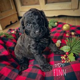 Finn - Phantom male Goldendoodle puppy in Warrensburg, Missouri from Supreme Doodles