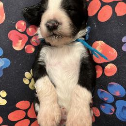 Blue Boy - Black and white Sheepadoodle puppy in Agency, Missouri from Millies Legacy Farm